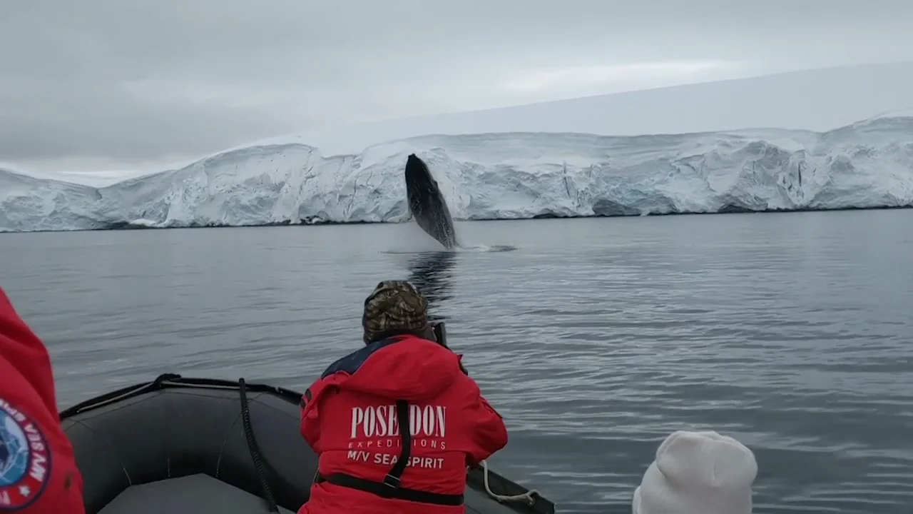 VÍDEO: Una ballena gigante salta fuera del agua junto a una lancha