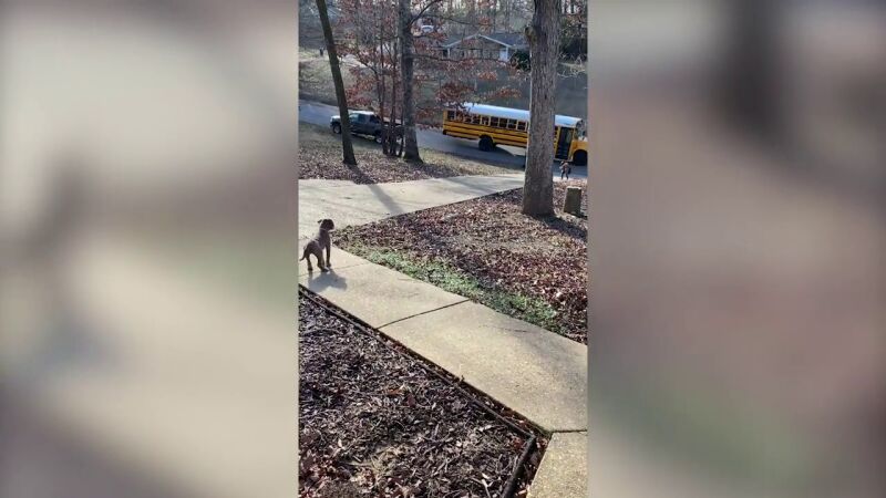 El adorable momento en que un perrito espera a que su dueño de 5 años vuelva del colegio