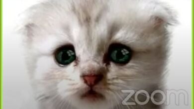 'No soy un gato' y otros epic fail de Zoom