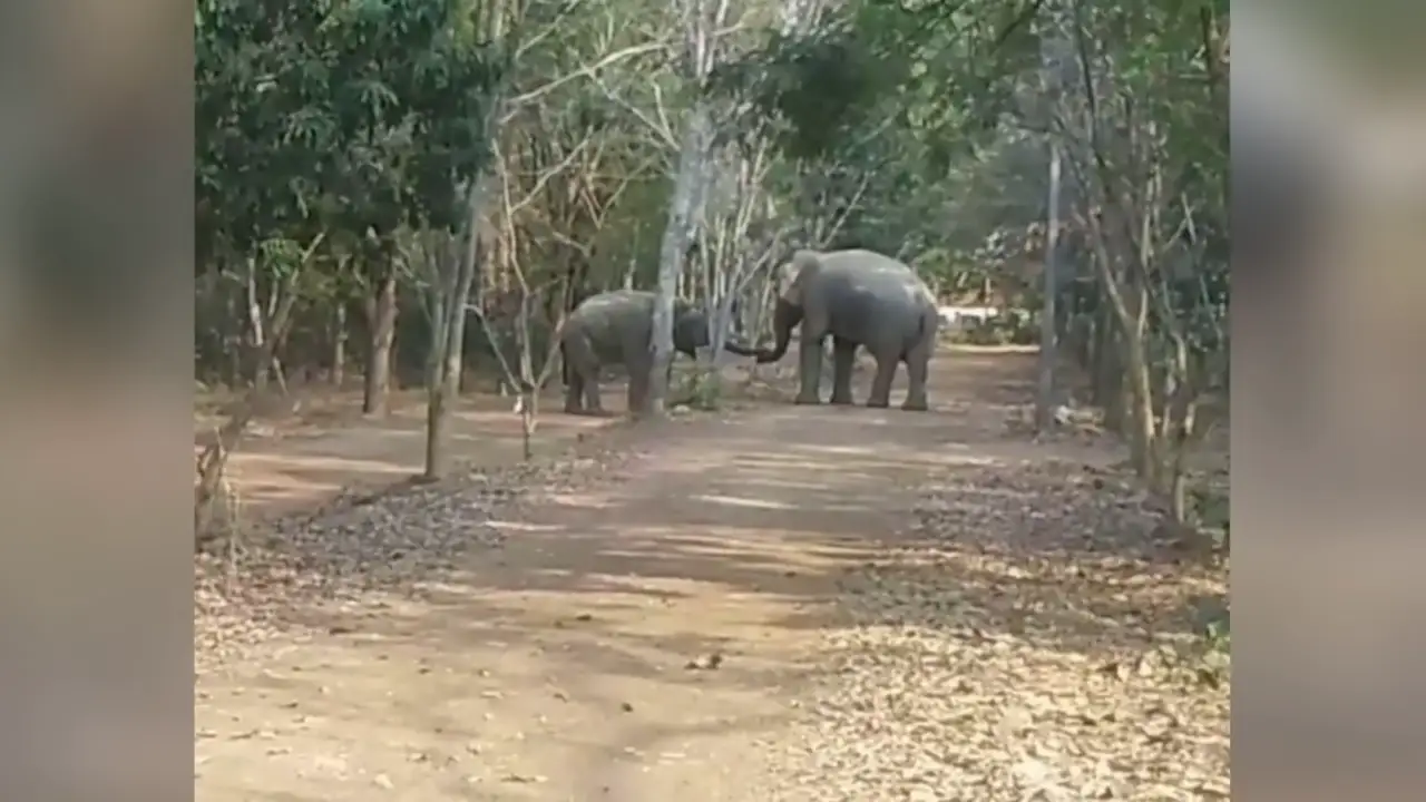 Dos elefantes machos se chocan sus trompas para reconciliarse después de semanas peleándose por la misma hembra