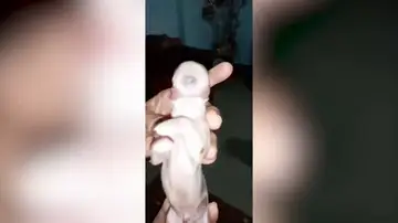 Un perrito de un ojo apodado 'cíclope' nace en Filipinas