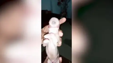 Un perrito de un ojo apodado 'cíclope' nace en Filipinas Un perrito de un ojo apodado 'cíclope' nace en Filipinas
