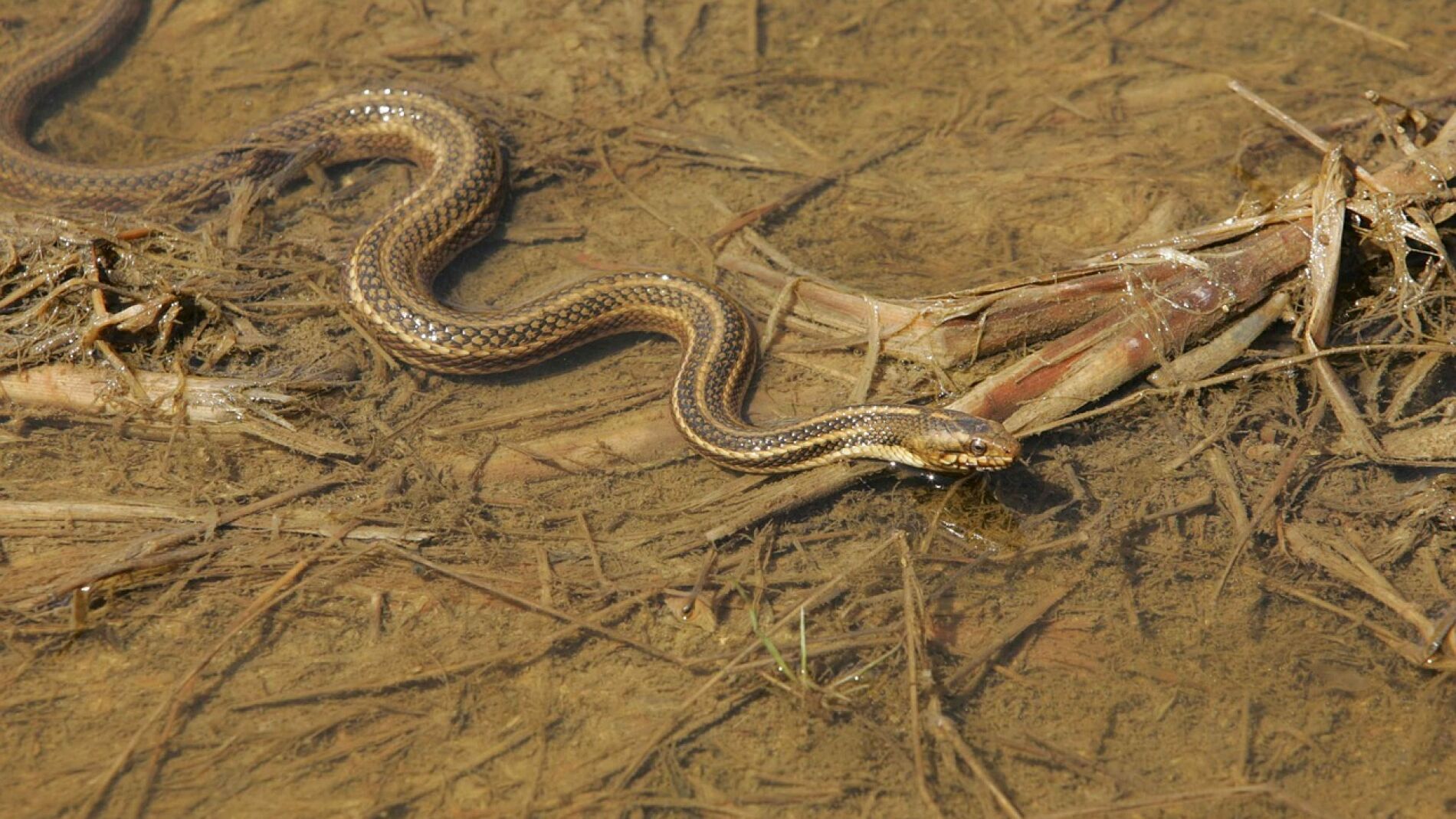 Serpiente marr&oacute;n oriental