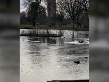 VÍDEO: Rescatan a un cachorro de un lago congelado después de caer persiguiendo a un pato