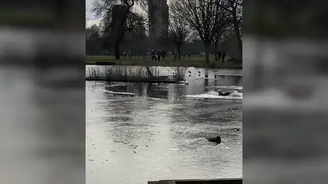 VÍDEO: Rescatan a un cachorro de un lago congelado después de caer persiguiendo a un pato VÍDEO: Rescatan a un cachorro de un lago congelado después de caer persiguiendo a un pato
