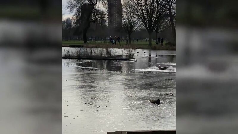 VÍDEO: Rescatan a un cachorro de un lago congelado después de caer persiguiendo a un pato