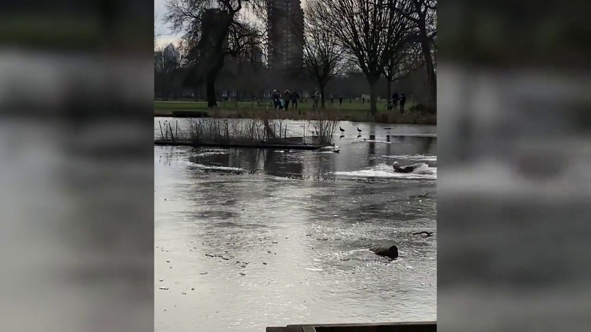 V&Iacute;DEO: Rescatan a un cachorro de un lago congelado despu&eacute;s de caer persiguiendo a un pato