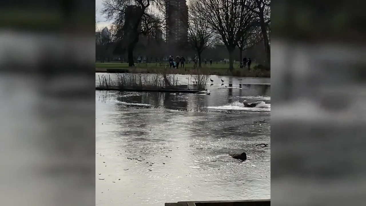 VÍDEO: Rescatan a un cachorro de un lago congelado después de caer persiguiendo a un pato