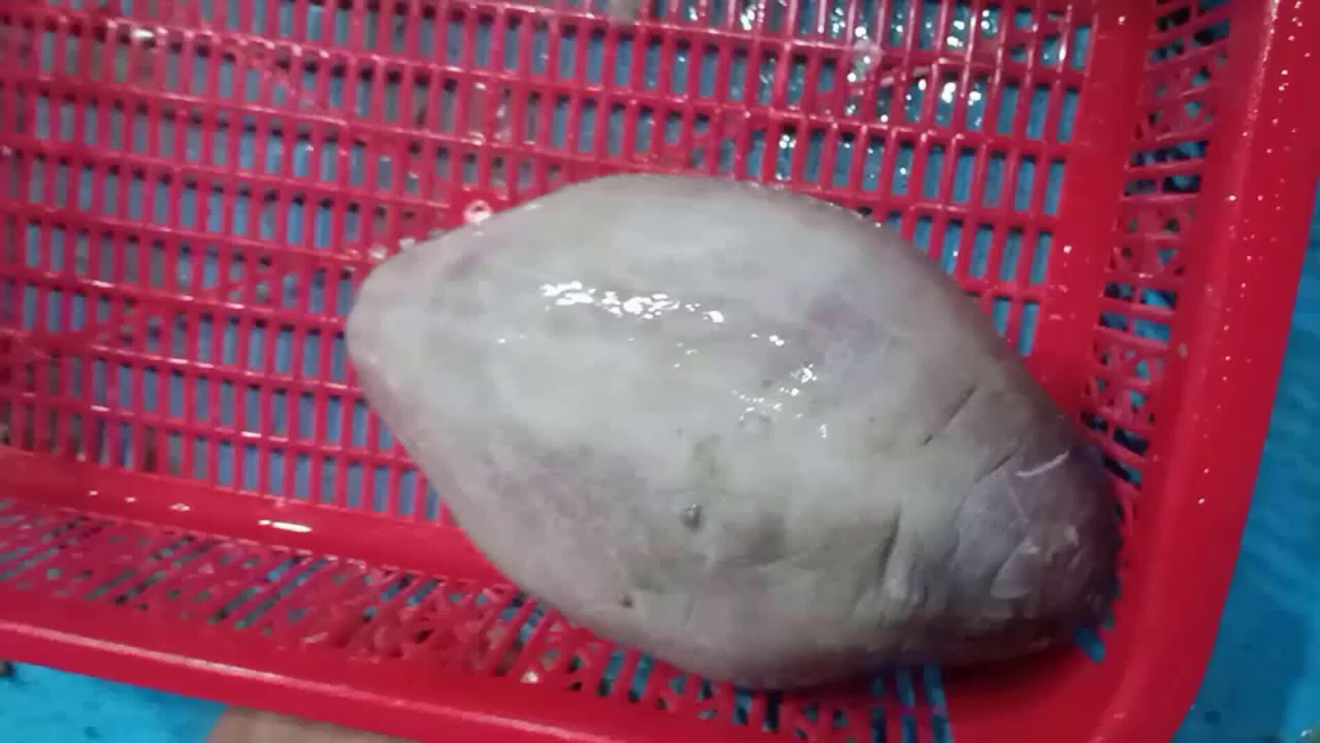 Un pescador vietnamita captura un extra&ntilde;o 'alien' marino