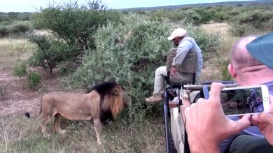 VÍDEO: El terrorífico momento en que un león huele los pies al guía durante un safari