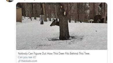 ¿Cómo ha conseguido este ciervo esconderse detrás del árbol? La fotografía que nadie consigue explicar