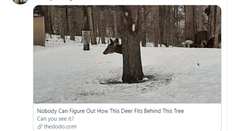 ¿Cómo ha conseguido este ciervo esconderse detrás del árbol? La fotografía que nadie consigue explicar