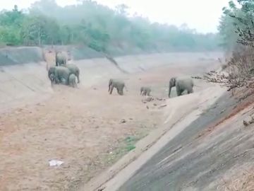 Observa a una manada 50 elefantes cruzar un canal seco en el este de la India