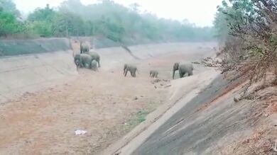 Observa a una manada 50 elefantes cruzar un canal seco en el este de la India