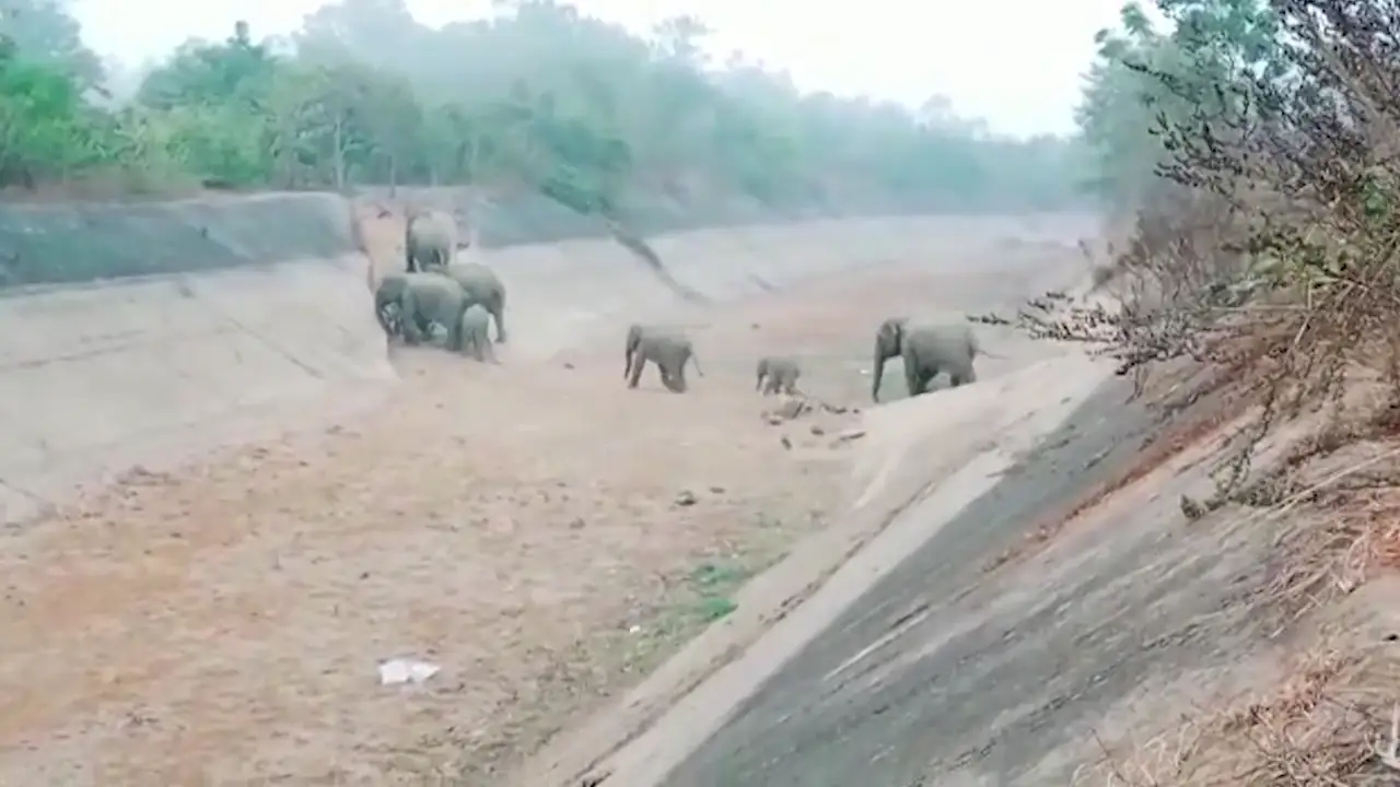 Observa a una manada 50 elefantes cruzar un canal seco en el este de la India