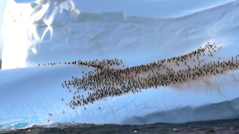 Graban a cientos de pingüinos relajándose en un iceberg