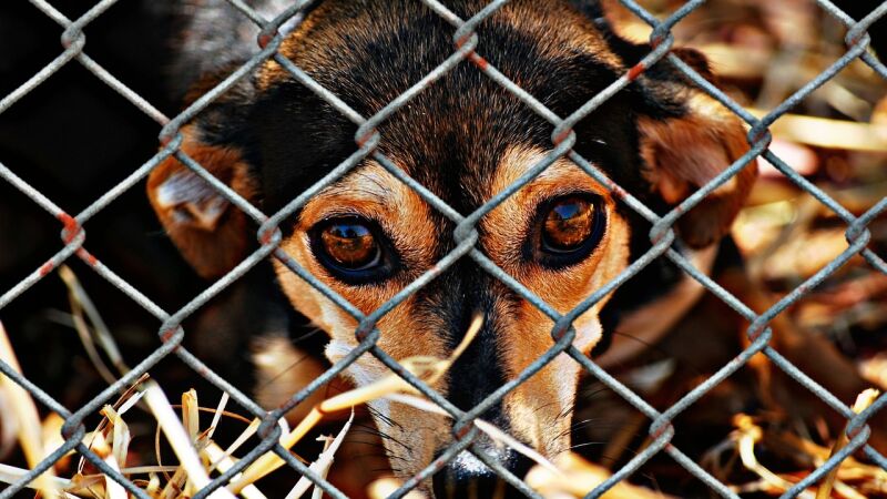 8 fotos de perros perdidos regresando a sus hogares que te harán llorar