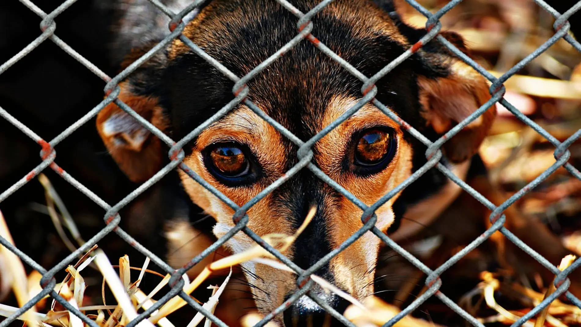 Perro en un refugio