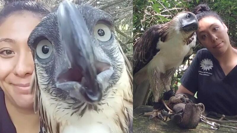 VÍDEO: Una mujer forma un increíble vínculo con una gigantesca águila en peligro de extinción