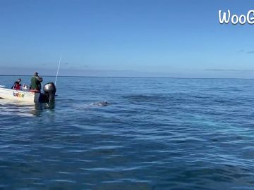 VÍDEO: Un grupo de ballenas inspecciona una barca frente a la costa de México