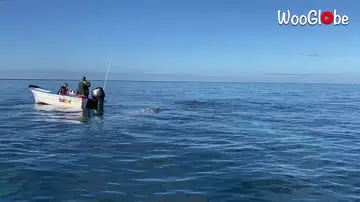 VÍDEO: Un grupo de ballenas inspecciona una barca frente a la costa de México