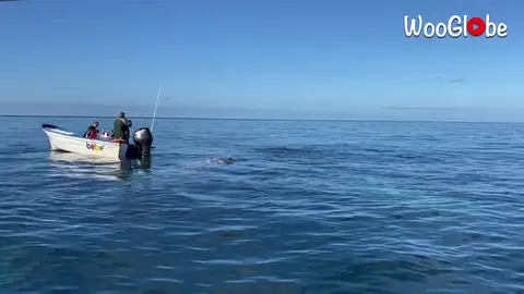 VÍDEO: Un grupo de ballenas inspecciona una barca frente a la costa de México VÍDEO: Un grupo de ballenas inspecciona una barca frente a la costa de México