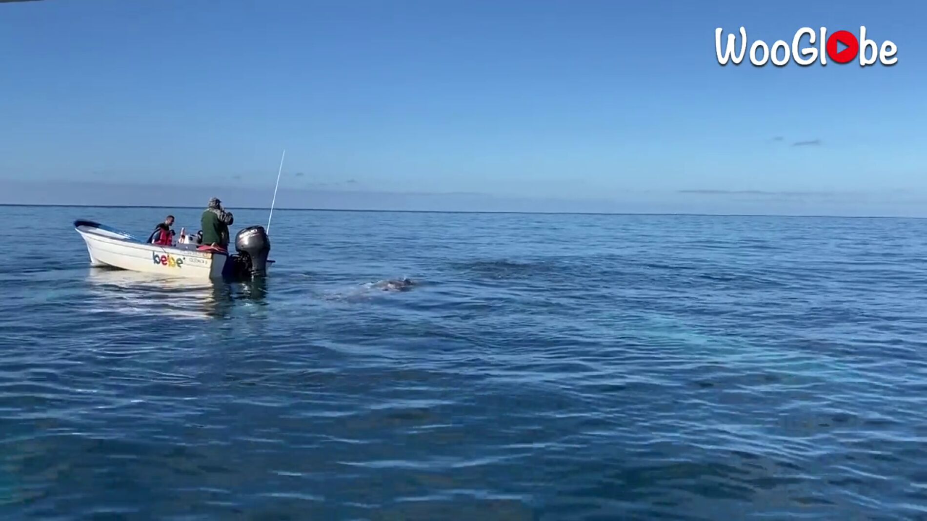 V&Iacute;DEO: Un grupo de ballenas inspecciona una barca frente a la costa de M&eacute;xico