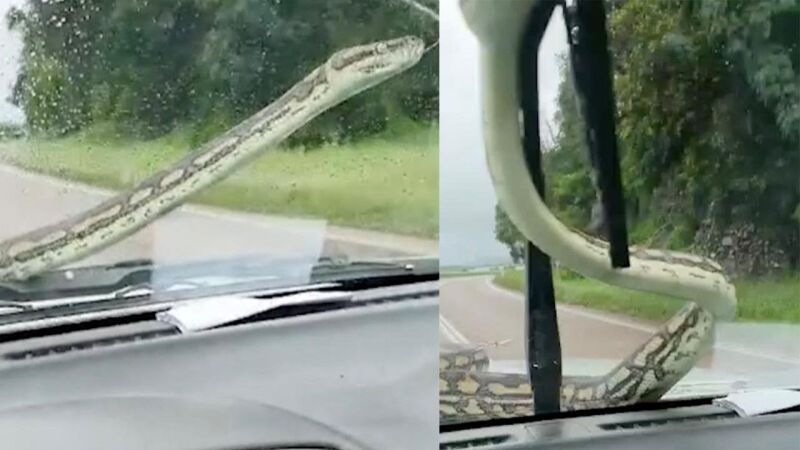 VÍDEO: Descubren una serpiente pitón en su parabrisas y lo encienden para quitarla de su coche