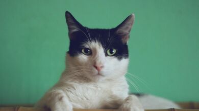 Un gato salta desde la quinta planta de un edificio en llamas y sobrevive