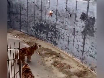 Visitantes de un zoo intentan alimentar a un tigre con una gallina viva