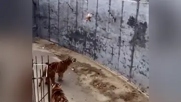 Visitantes de un zoo intentan alimentar a un tigre con una gallina viva