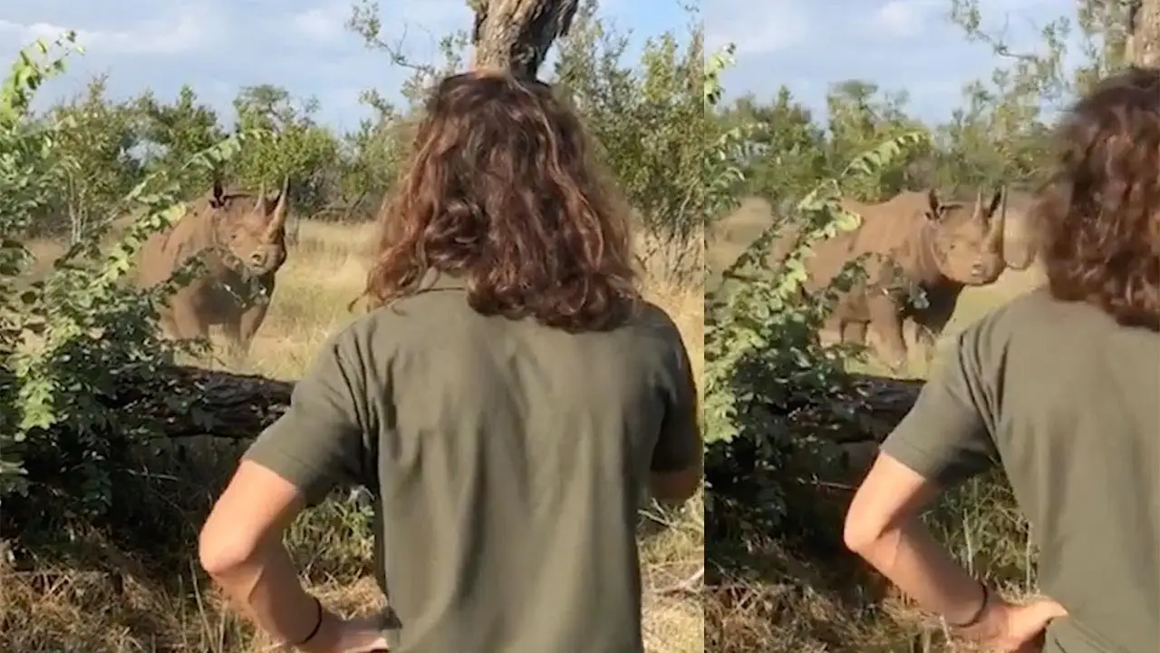 Enfrentándose a un rinoceronte