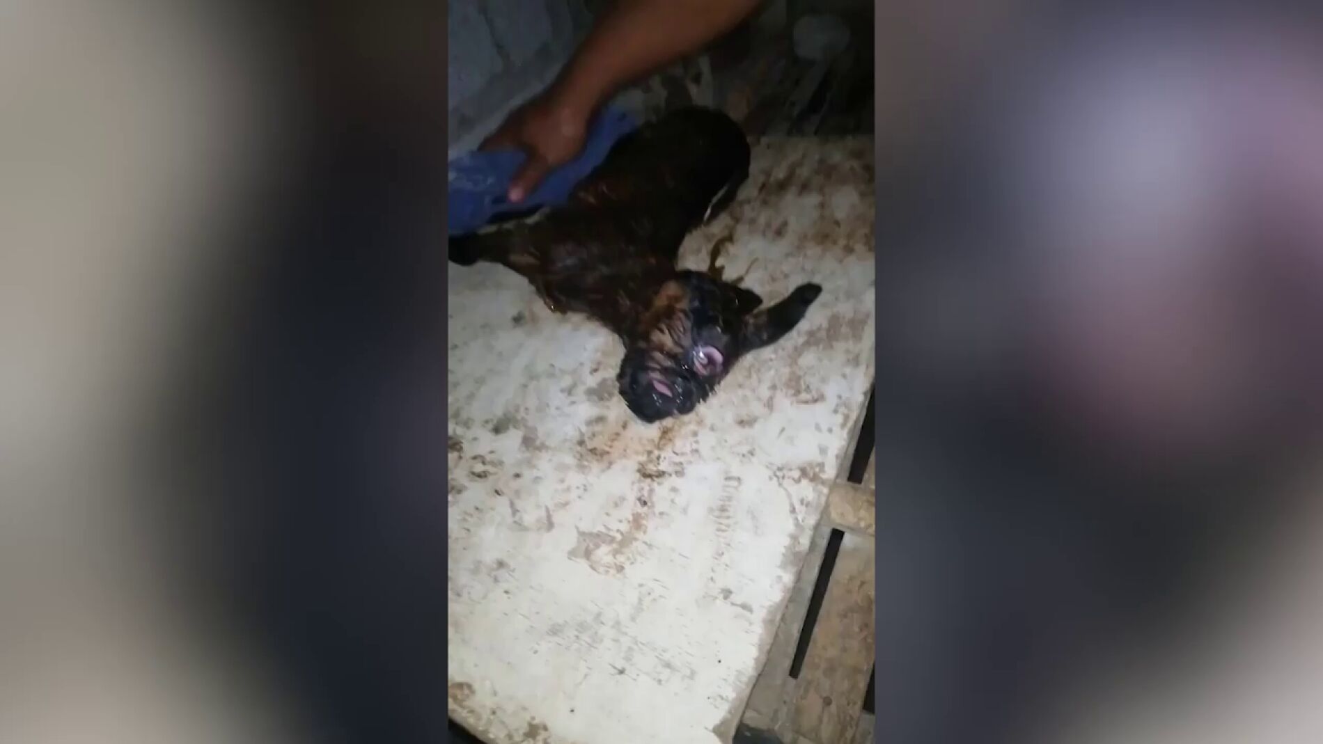 V&Iacute;DEO: Nace una cabra 'c&iacute;clope' con un s&oacute;lo ojo en Filipinas