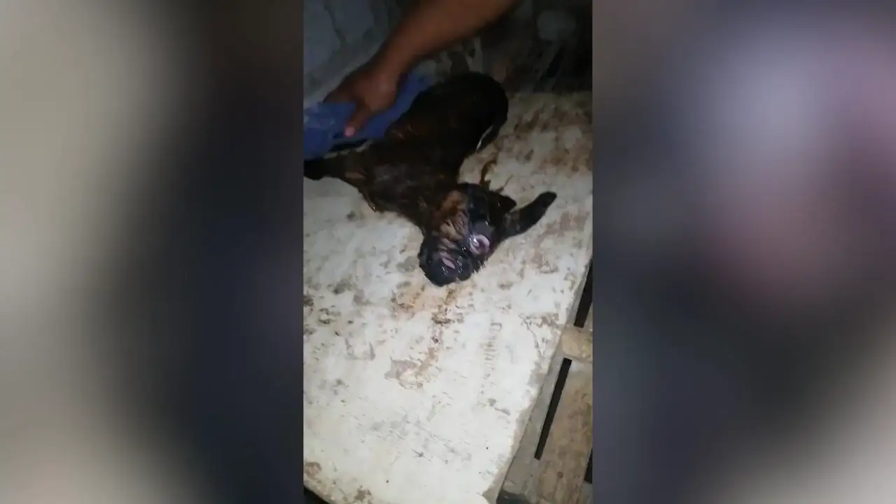 VÍDEO: Nace una cabra 'cíclope' con un sólo ojo en Filipinas