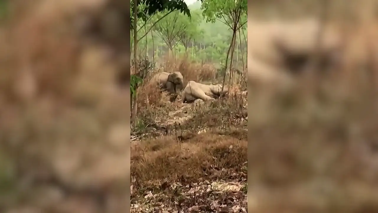 Una cría de elefante protege a su madre enferma de los veterinarios