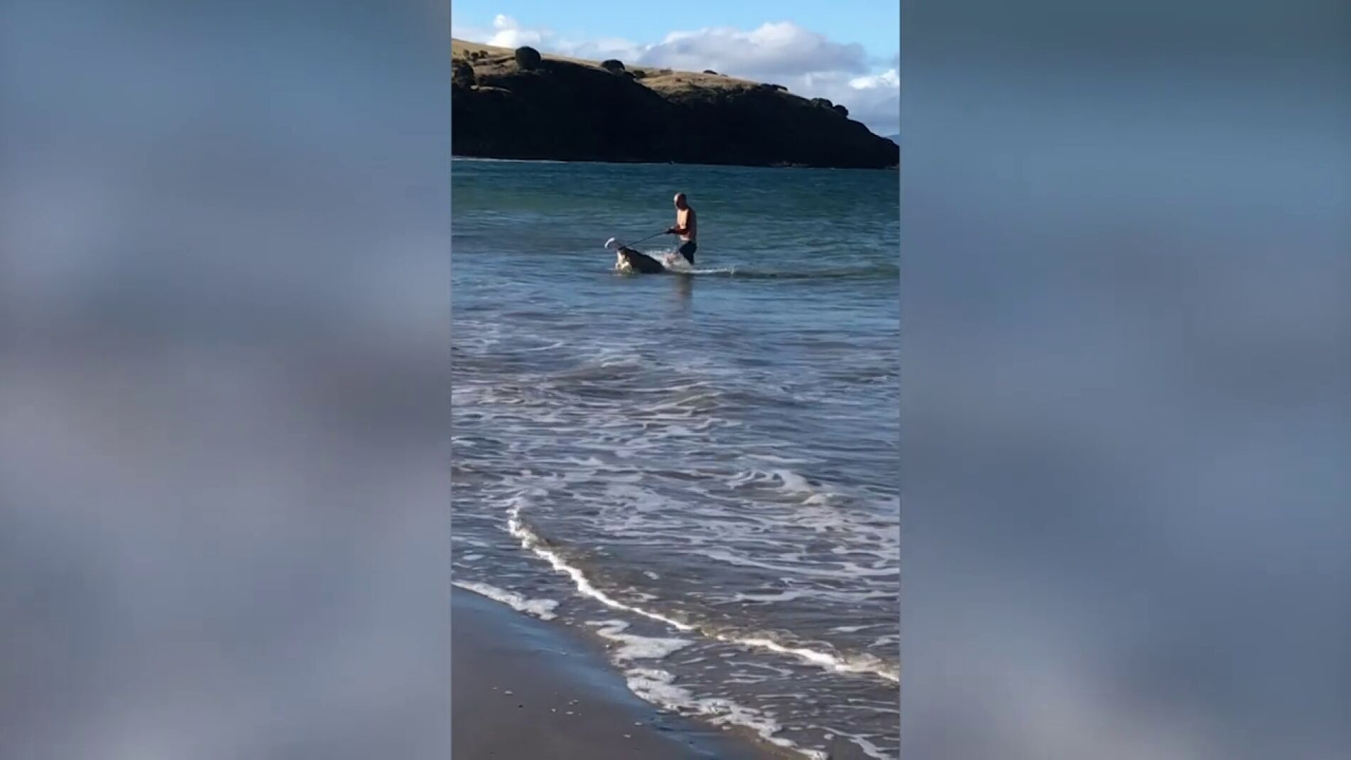 V&Iacute;DEO: Rescatan a una oveja del oc&eacute;ano en Tasmania