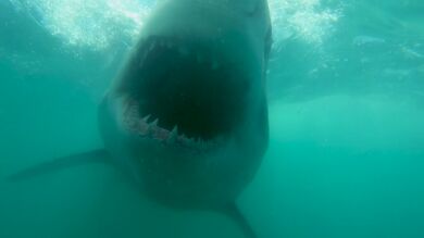 VÍDEO: Un gran tiburón blanco aparece en medio del agua turbia e intenta devorar una cámara