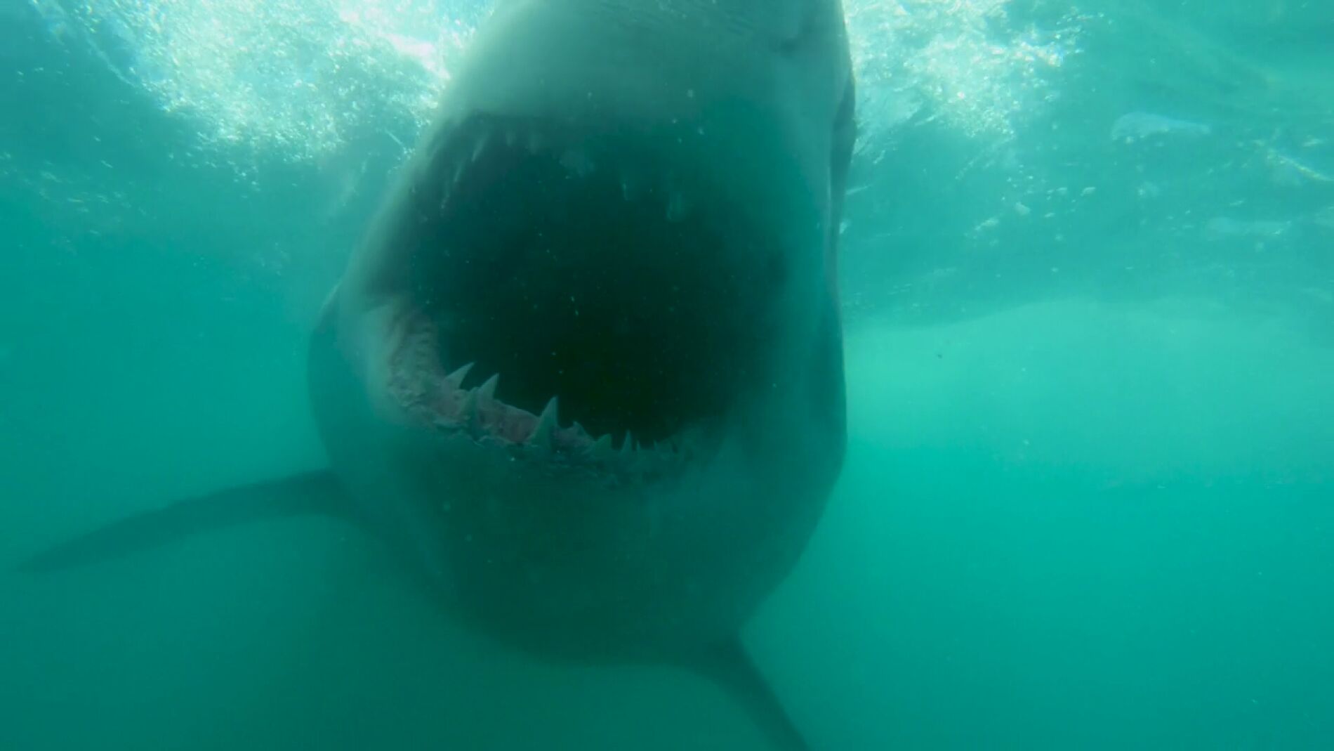 V&Iacute;DEO: Un gran tibur&oacute;n blanco aparece fuera del agua turbia y se lanza a la c&aacute;mara