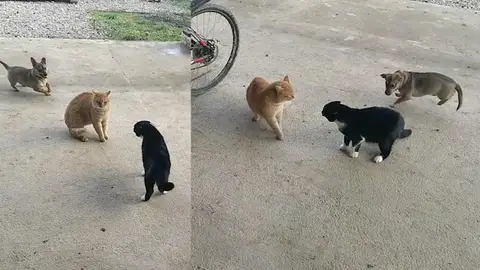 Un perro alrededor de dos gatos discutiendo Un perro alrededor de dos gatos discutiendo