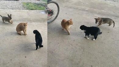 Un perro se emociona al ver a dos gatos discutiendo y el vídeo no puede ser más divertido