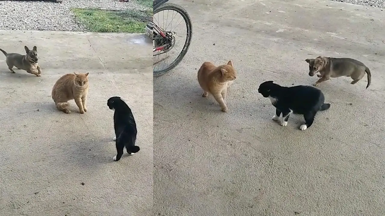 Un perro alrededor de dos gatos discutiendo