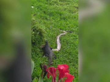 VÍDEO: Un lagarto monitor devora a una serpiente pitón después de una intensa pelea a orillas de un río