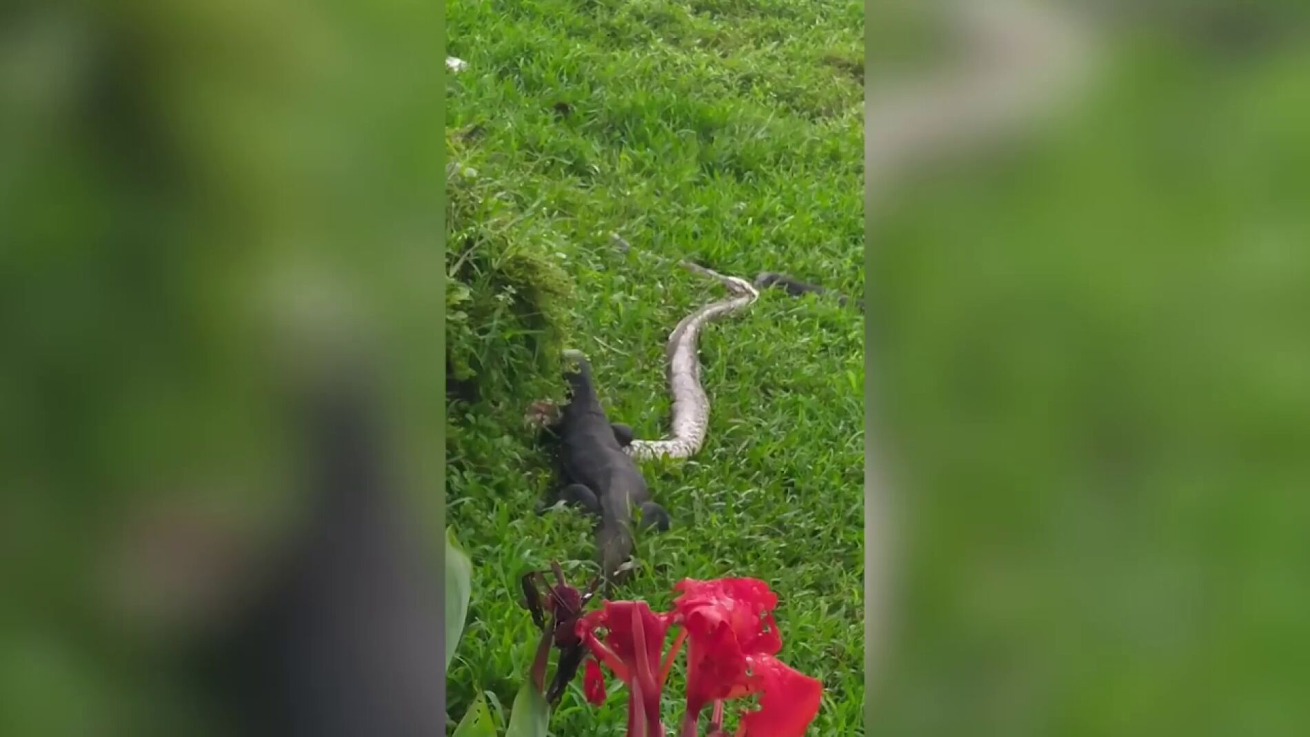V&Iacute;DEO: Un lagarto monitor devora a una serpiente pit&oacute;n despu&eacute;s de una intensa pelea a orillas de un r&iacute;o
