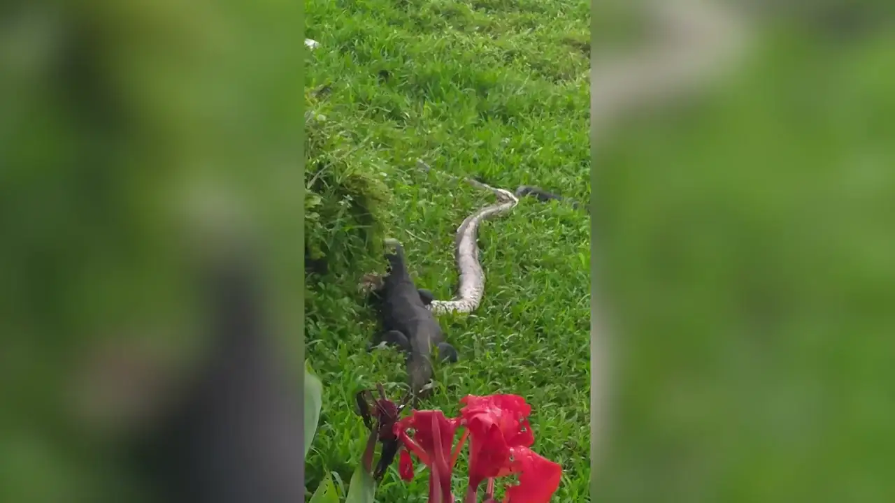 VÍDEO: Un lagarto monitor devora a una serpiente pitón después de una intensa pelea a orillas de un río