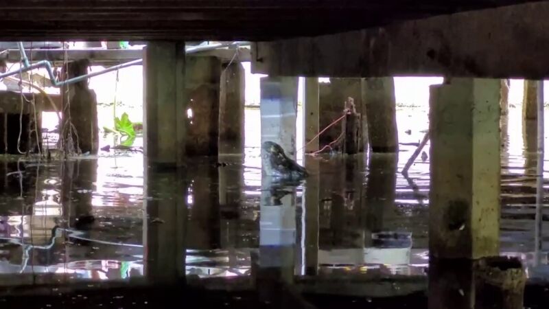VÍDEO: Vecinos de un pueblo en Tailandia aterrorizados al encontrar un enorme cocodrilo viviendo debajo de sus casas