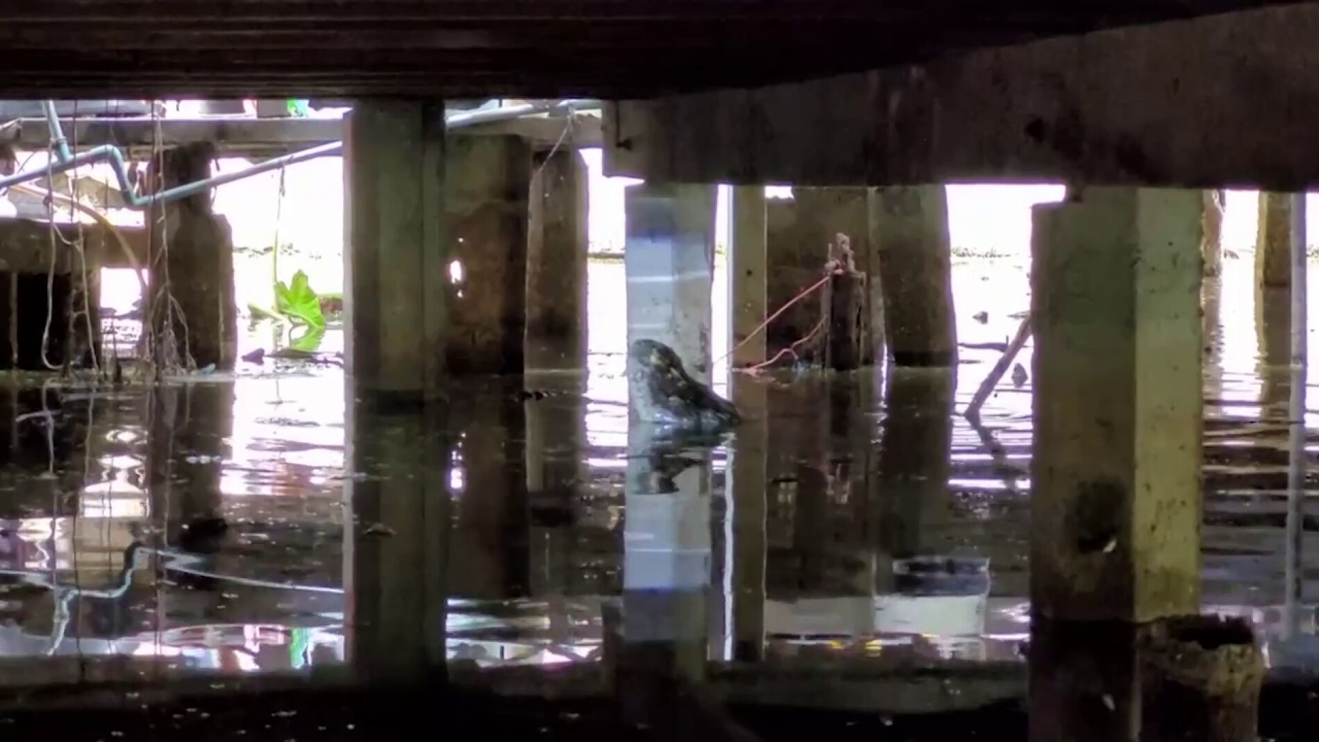 V&Iacute;DEO: Vecinos de un pueblo en Tailandia aterrorizados al encontrar un enorme cocodrilo viviendo debajo de sus casas