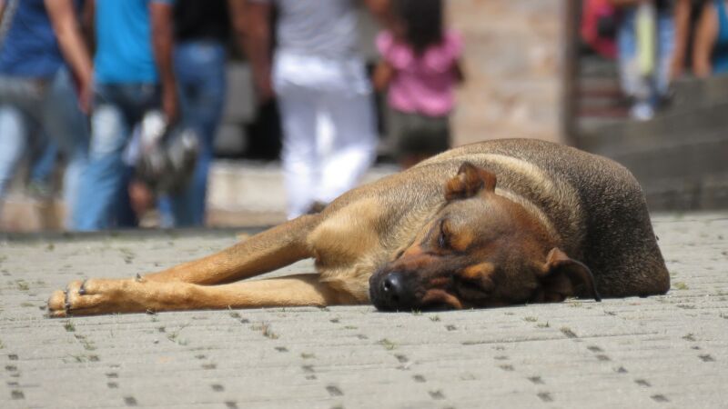 Un perro callejero entra en un clínica veterinaria con la pata herida para pedir ayuda
