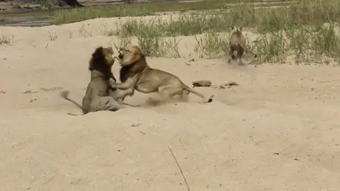 VÍDEO: Dos enormes leones hermanos pelean brutalmente por el afecto de dos leonas VÍDEO: Dos enormes leones hermanos pelean brutalmente por el afecto de dos leonas