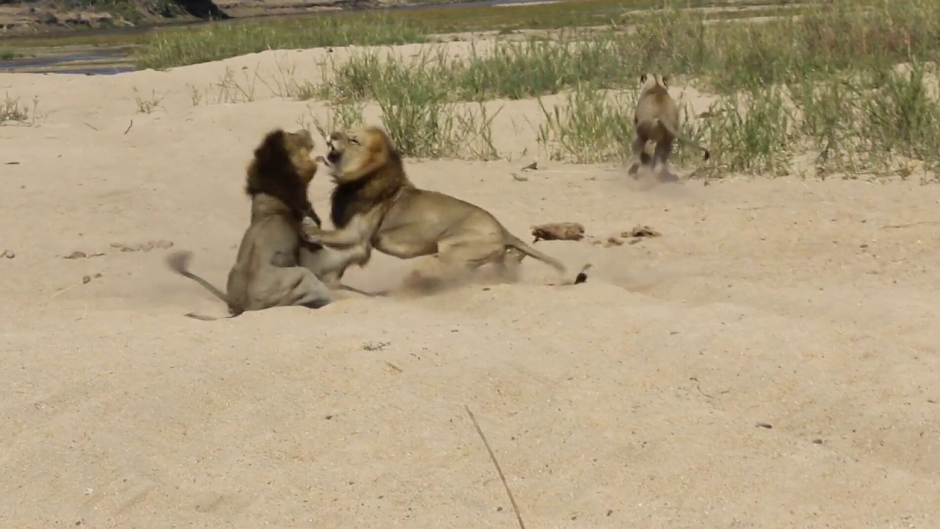 V&Iacute;DEO: Dos enormes leones hermanos pelean brutalmente por el afecto de dos leonas
