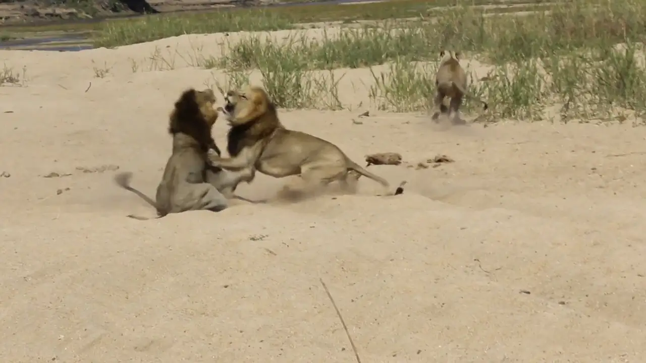 VÍDEO: Dos enormes leones hermanos pelean brutalmente por el afecto de dos leonas